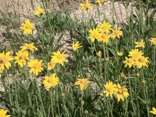 Yellow Button Sun Flowers, Great Plains east of Colorado Springs, Colorado.